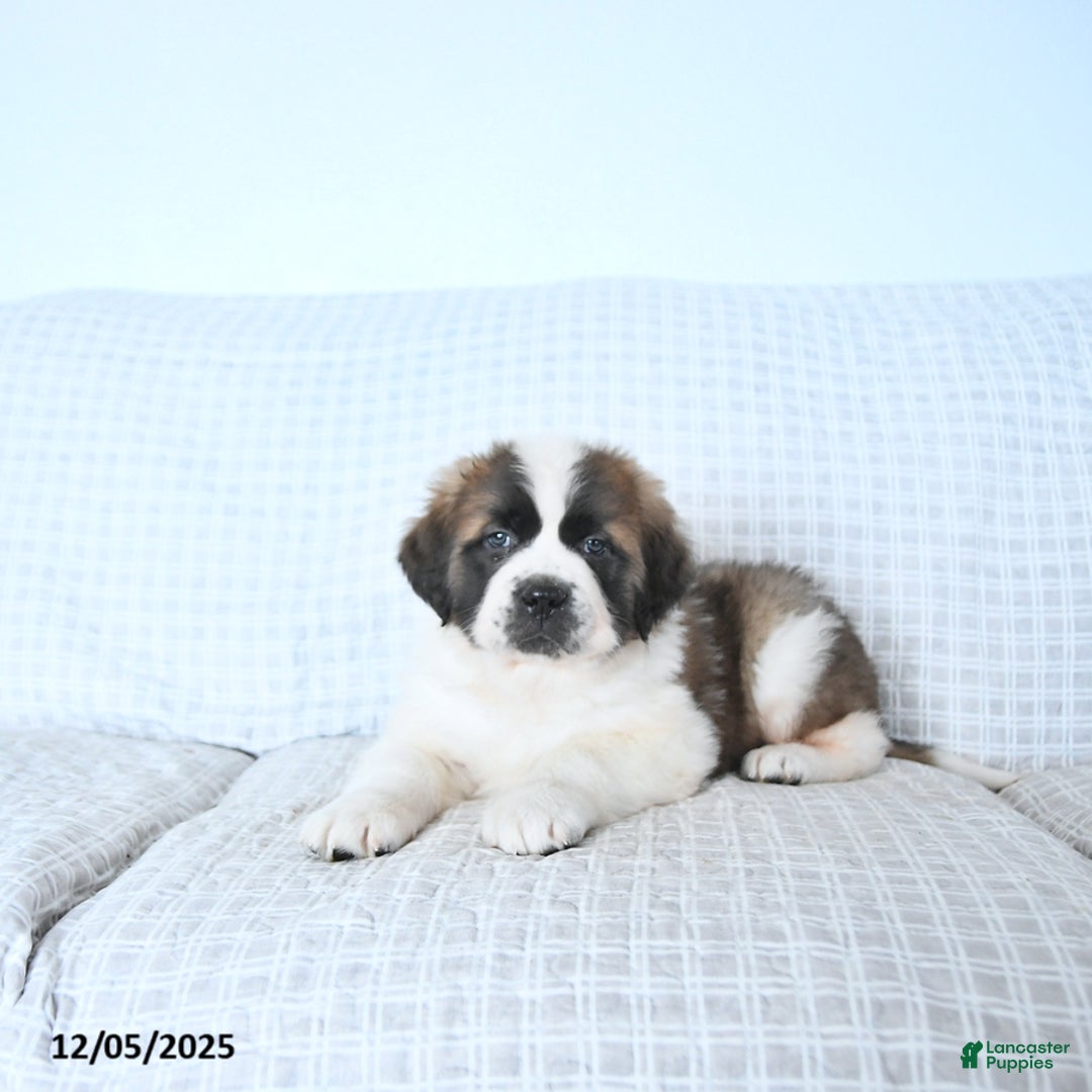 Saint Bernard dogs for sale: Jingle  - Ad 4