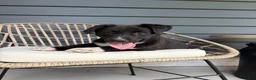 Mixed Breed dogs for sale: Mixed Breed Puppy 1 - Ad 6