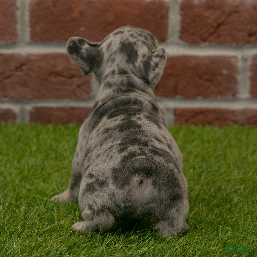 French Bulldog dogs for sale: Gus - Ad 6