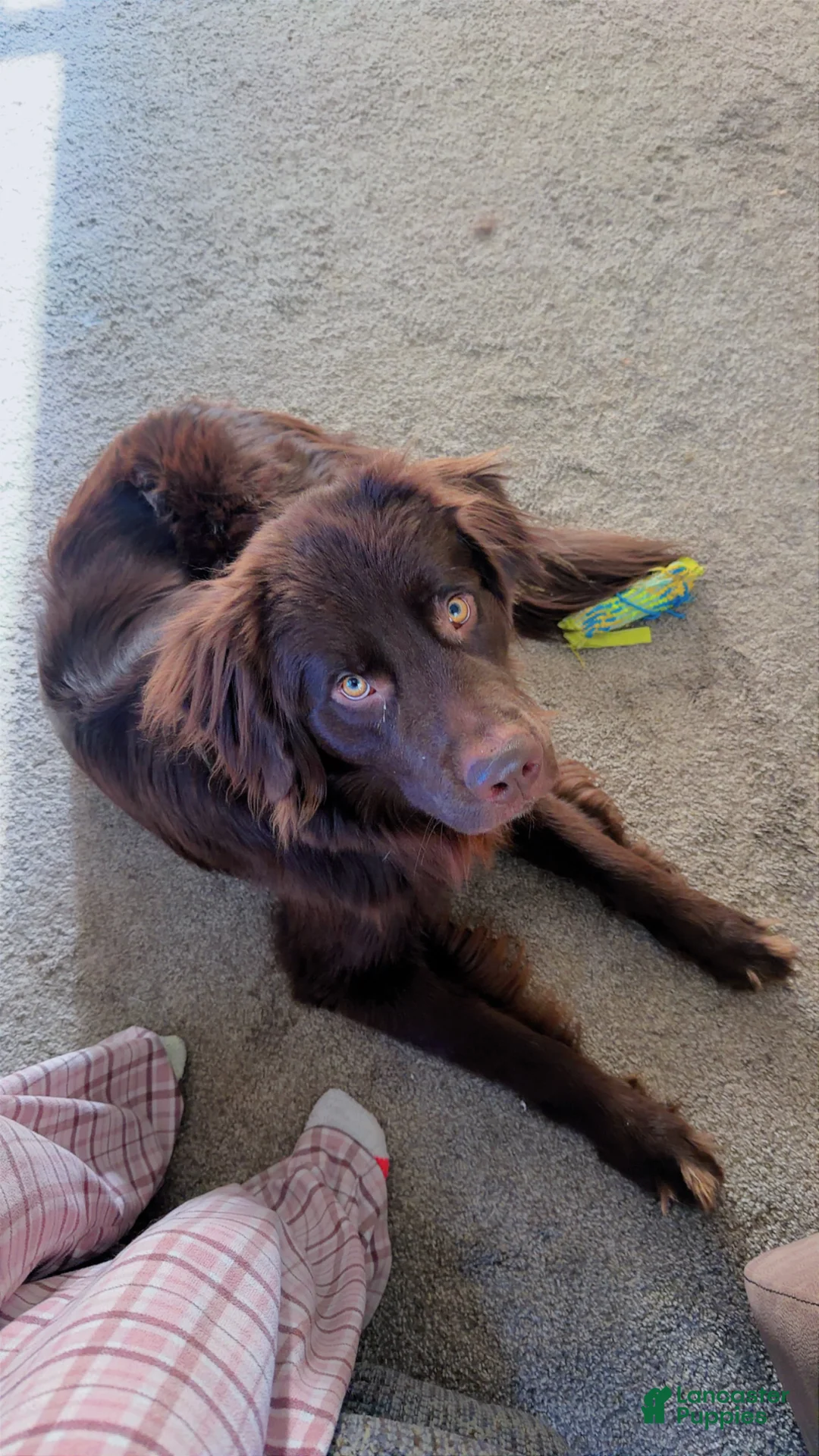 Newfoundland dogs for sale: Dunkin  - Ad 1