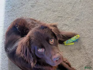 Newfoundland dogs Dunkin - Ad 29