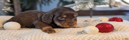 Miniature Dachshund dogs for sale: Ivy - Ad 2