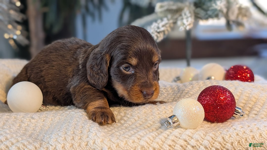 Miniature Dachshund dogs for sale: Ivy - Ad 2