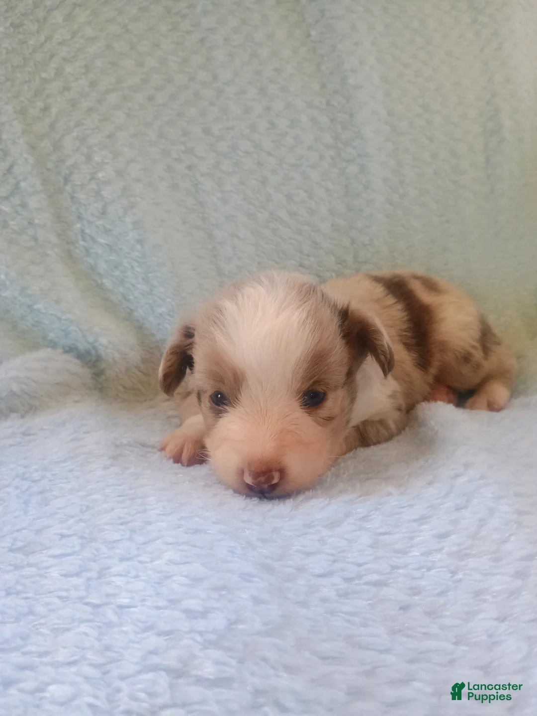 Toy Australian Shepherd dogs for sale: Toy Australian Shepherd Puppy 1 - Ad 2