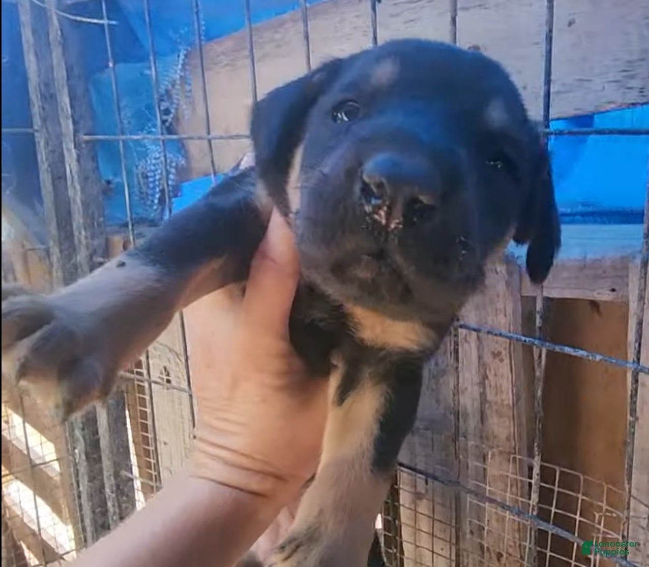 Mixed Breed dogs Doberdane Blk/Rst F - Ad 32