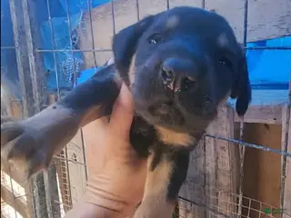 Mixed Breed dogs Doberdane Blk/Rst F - Ad 32