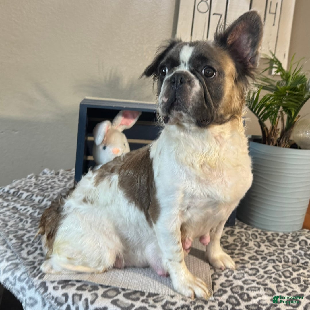 French Bulldog dogs for sale: Alex - Ad 4