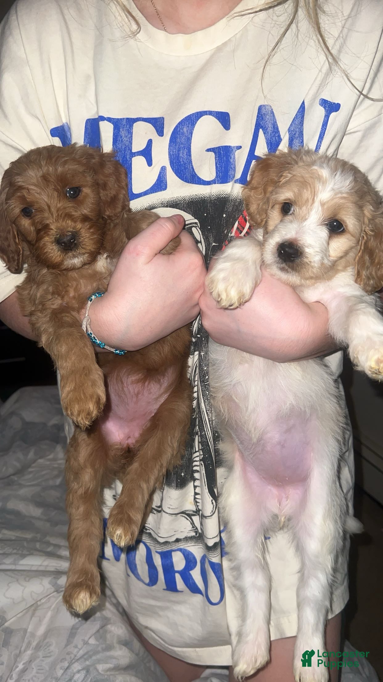 Goldendoodle dogs Goldendoodle Puppy 1 - Ad 11