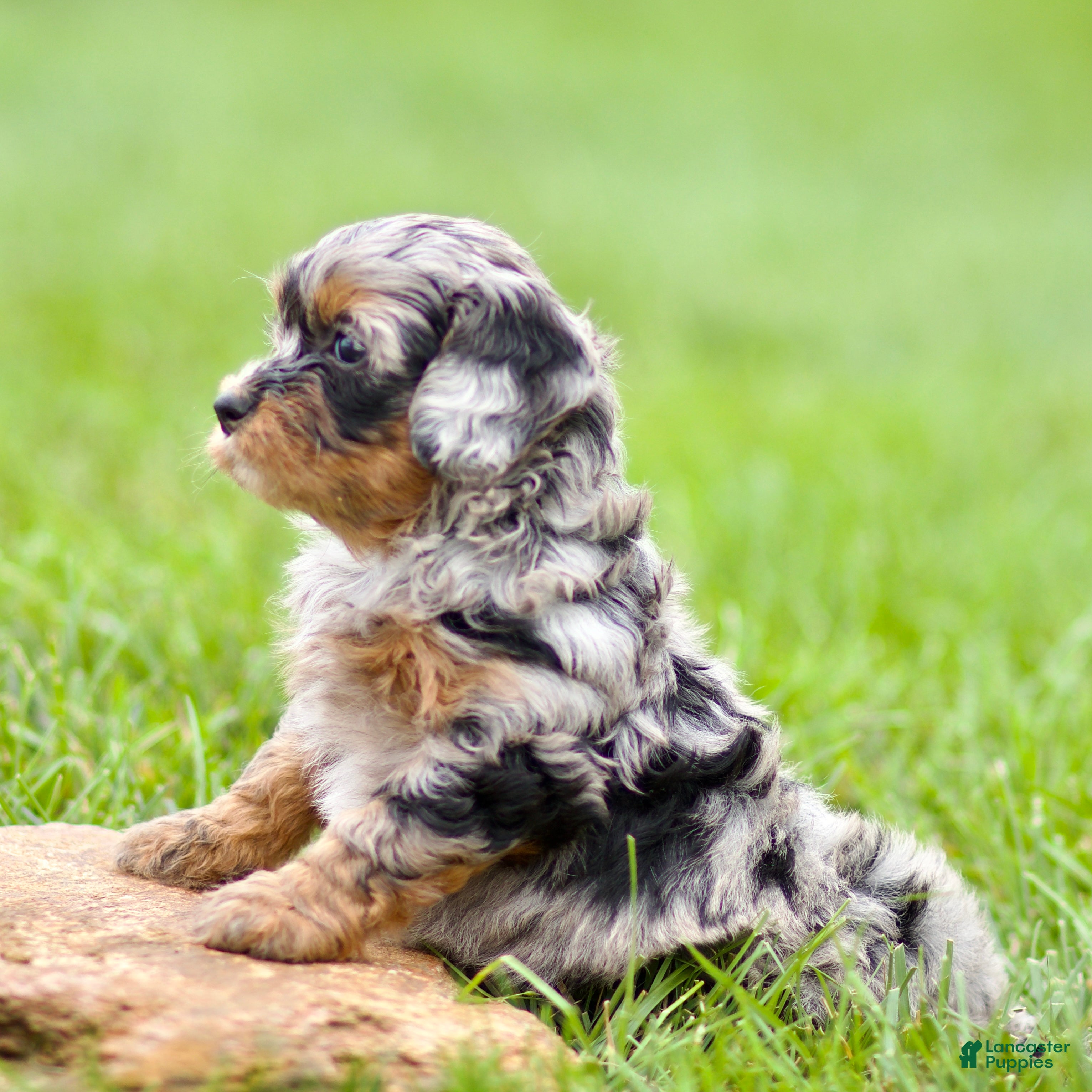 Cavapoo dogs Winnie - Ad 2
