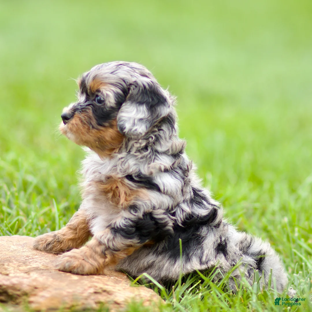 Cavapoo dogs for sale: Winnie - Ad 2