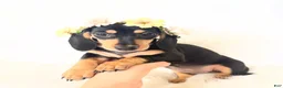 Miniature Dachshund dogs for sale: AKC Zoey - Ad 8
