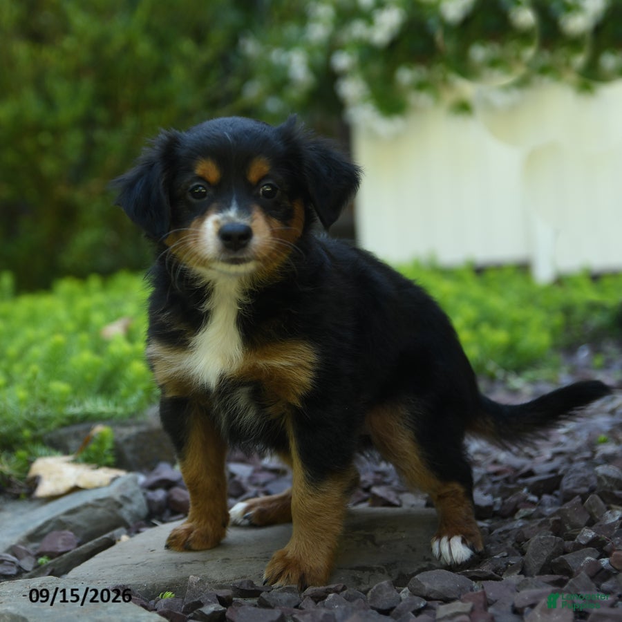 Aussiedoodle dogs Piper - Ad 1