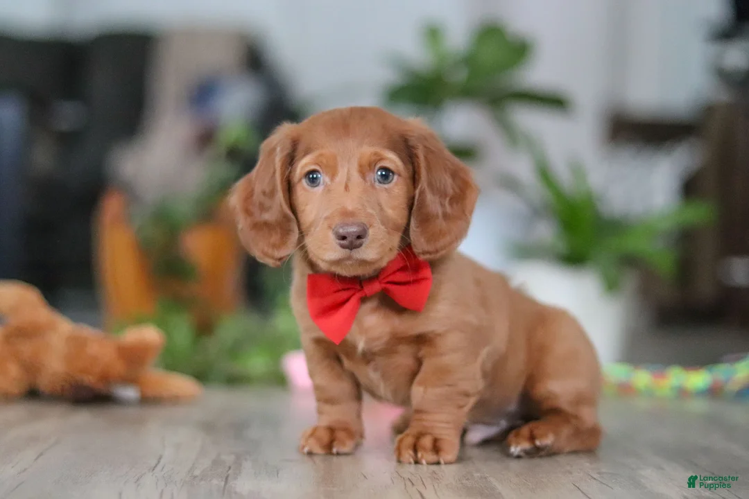 Miniature Dachshund dogs for sale: Maverick - Ad 1