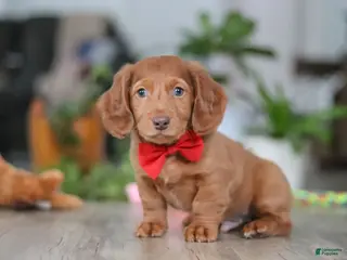 Miniature Dachshund dogs Maverick - Ad 42