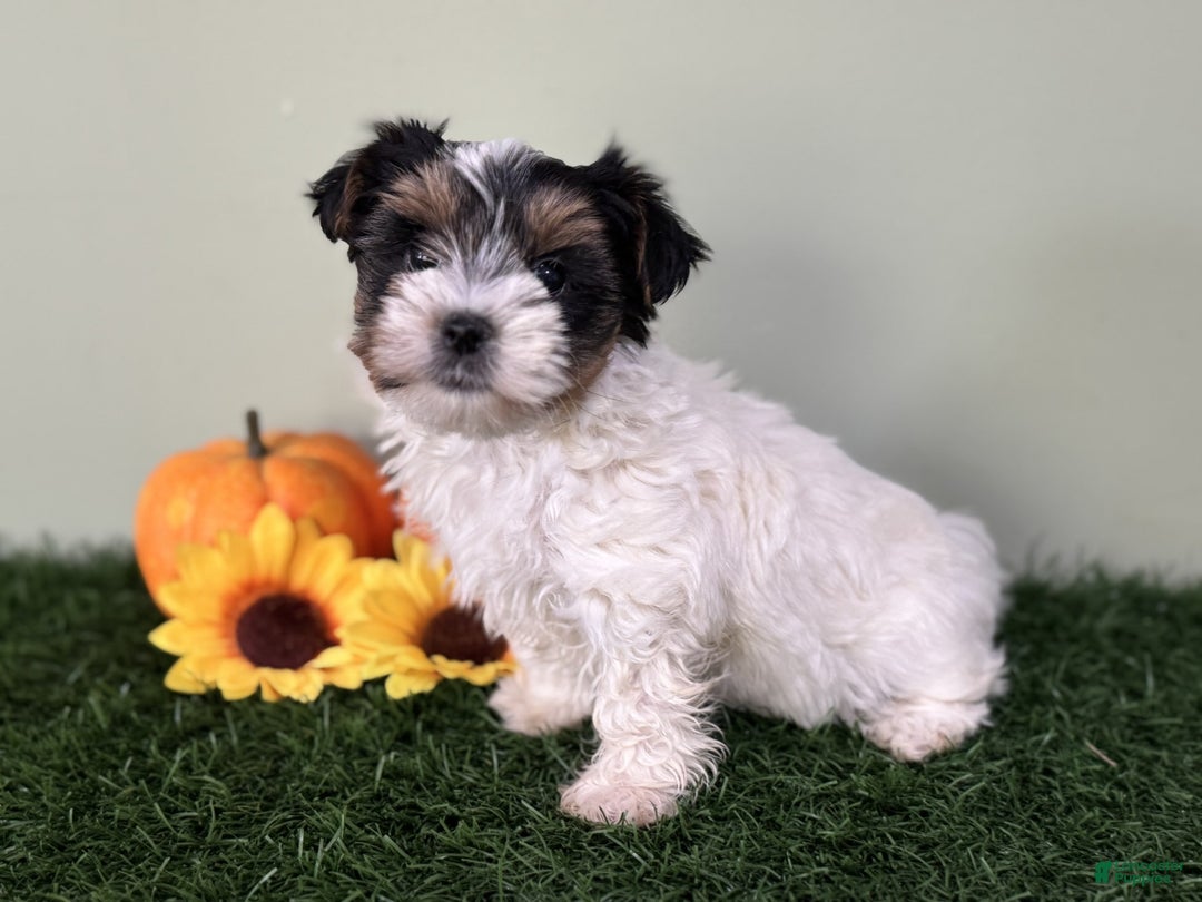 Mixed Breed dogs for sale: Dottie - Ad 12