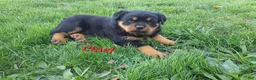 Rottweiler dogs for sale: AKC Chief  - Ad 3