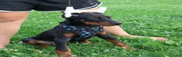 Doberman Pinscher dogs for sale: Doberman Pinscher 4 - Ad 23