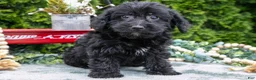 Shorkie dogs for sale: Connie - Ad 3