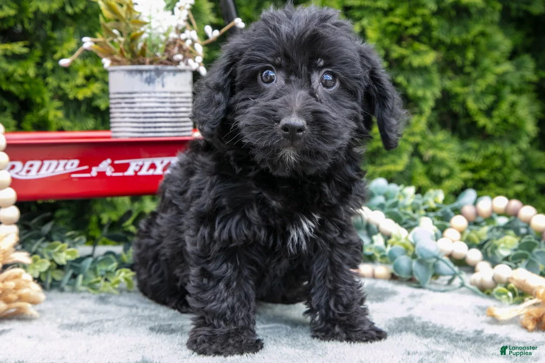 Shorkie dogs for sale: Connie - Ad 3