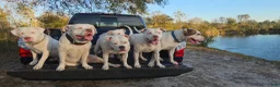 American Bulldog dogs for sale: American Bulldog 6 - Ad 6