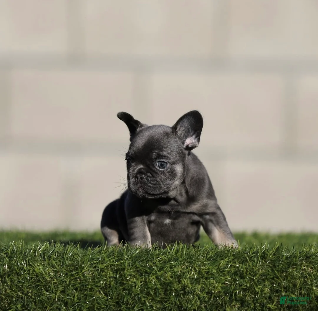 French Bulldog dogs for sale: French Bulldog 1 - Ad 2