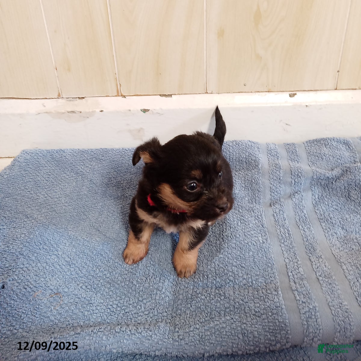 Corgipoo dogs Bridget - Ad 2