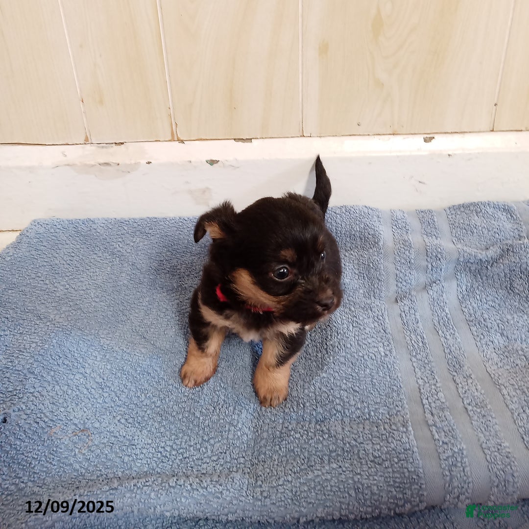 Corgipoo dogs for sale: Bridget - Ad 2