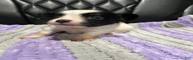 Chihuahua 3
