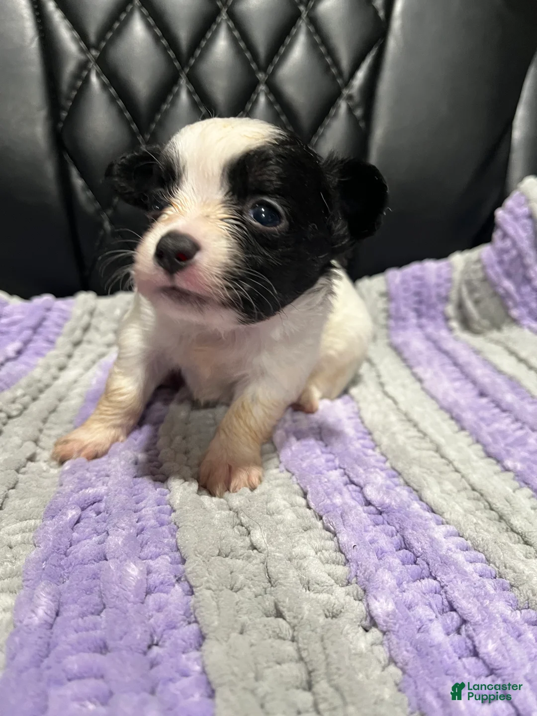 Chihuahua dogs for sale: Chihuahua 3 - Ad 1