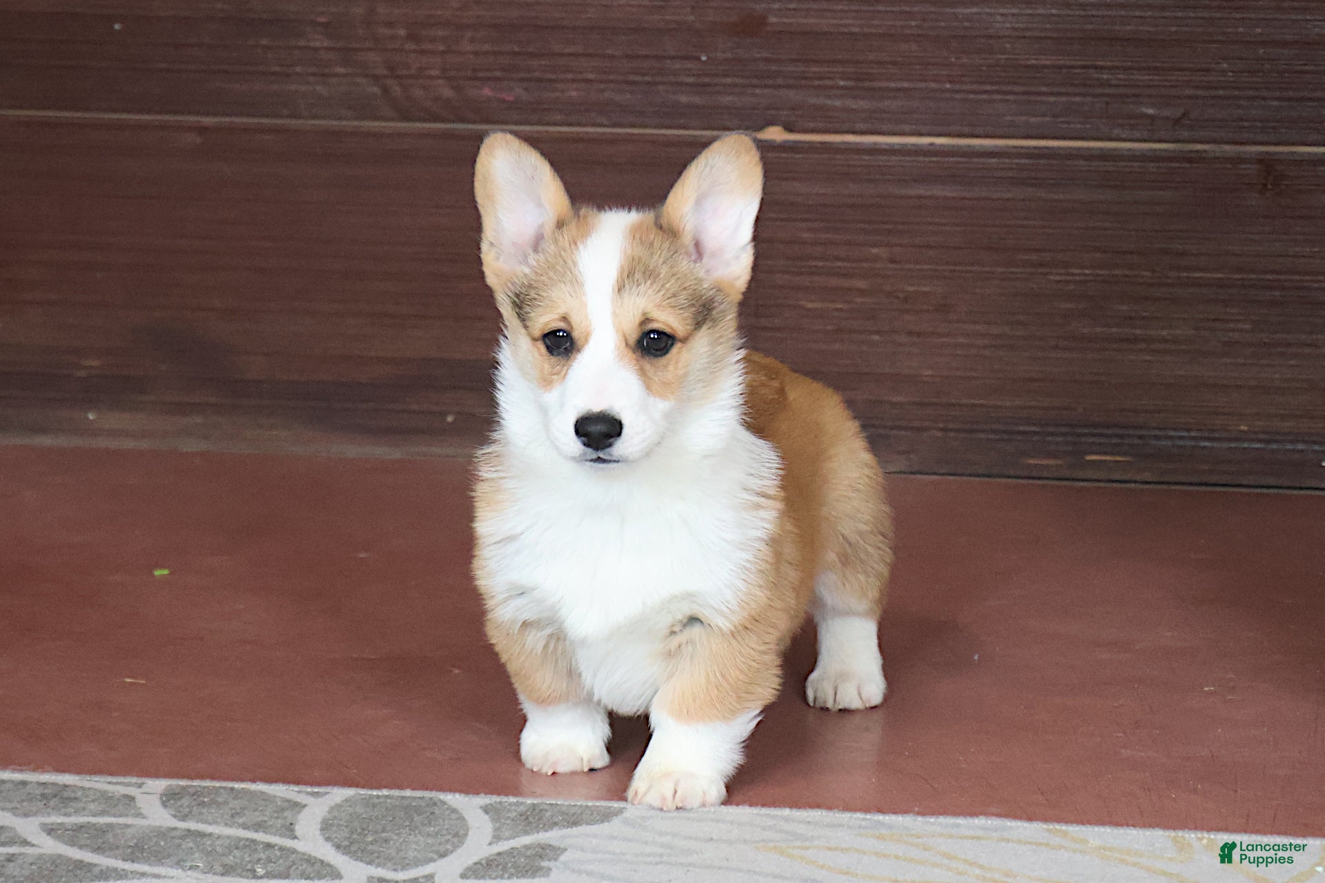 Welsh Corgi Pembroke dogs Valentine Sale. Brady - Ad 2