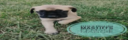 English Mastiff dogs for sale: Maggie  - Ad 5
