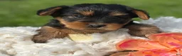 Yorkshire Terrier dogs for sale: Mocha - Ad 3