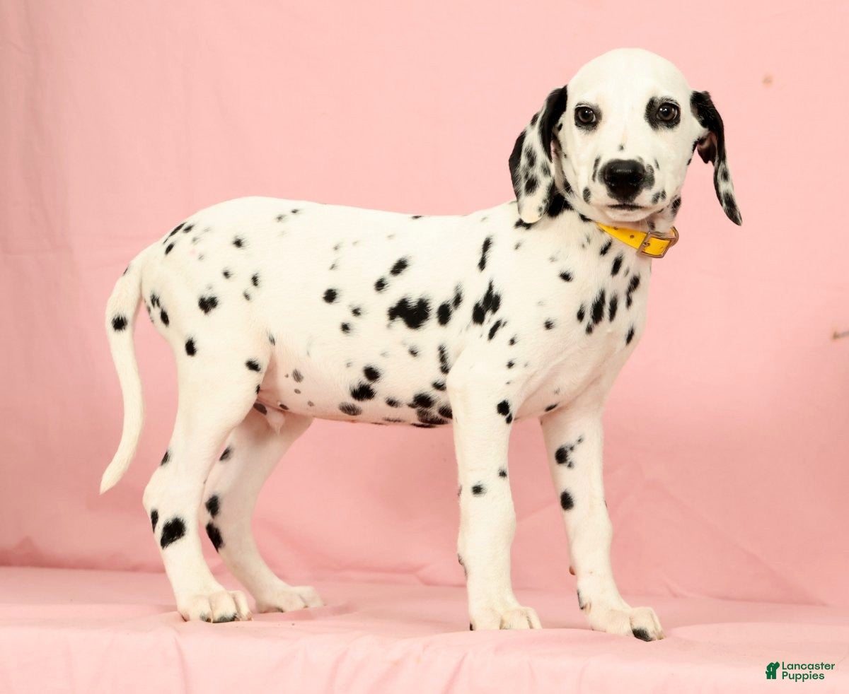 Dalmatian dogs Robo - Ad 1