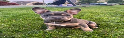French Bulldog dogs for sale: Lola - Ad 3