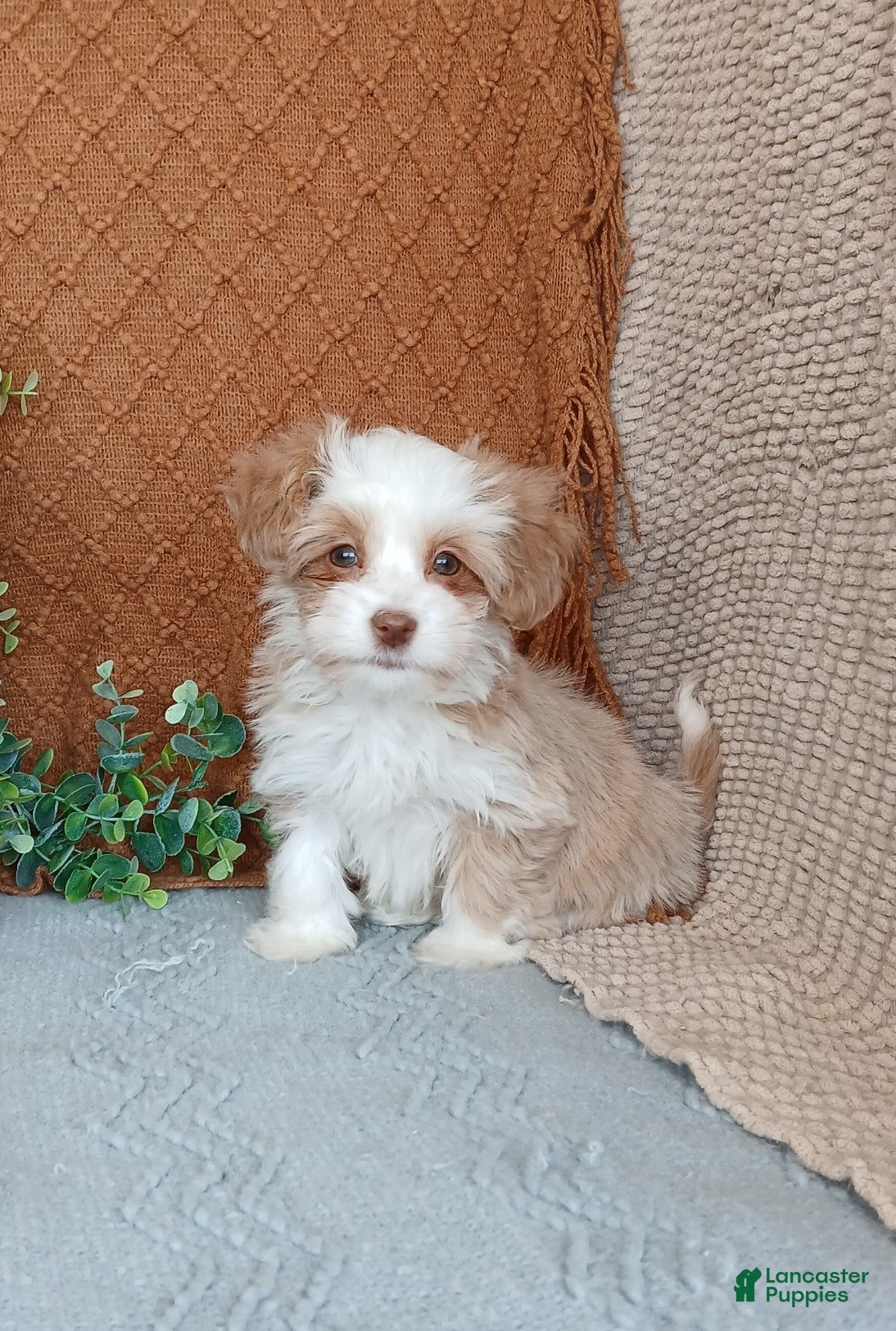 Havanese dogs Josie  - Ad 2