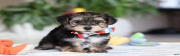 Morkie dogs for sale: Riley - Ad 6