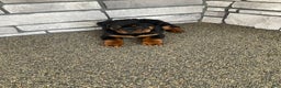 Rottweiler dogs for sale: Rottweiler Puppy 1 - Ad 7