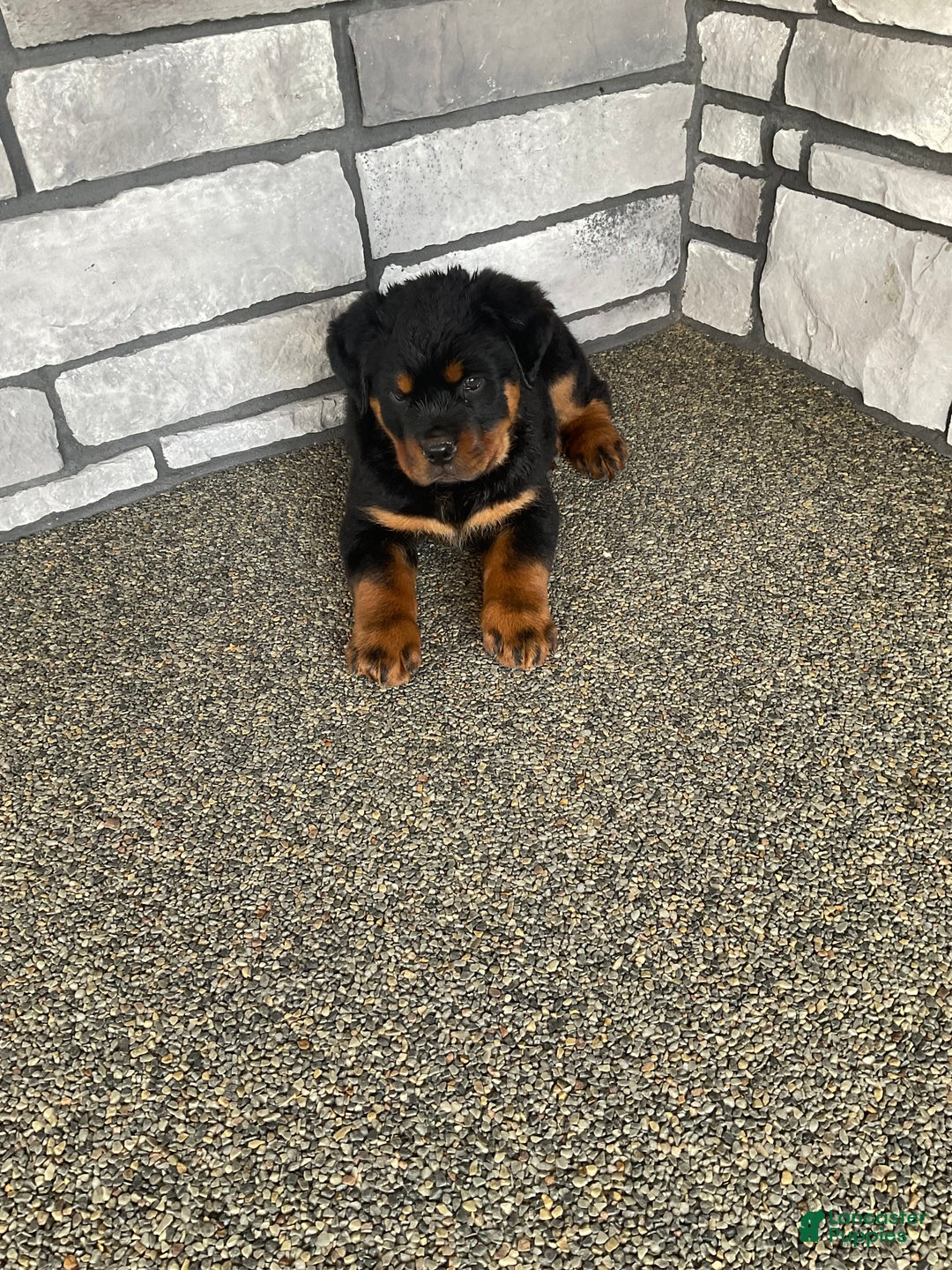 Rottweiler dogs for sale: Rottweiler Puppy 1 - Ad 7