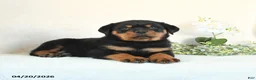 Rottweiler dogs for sale: Clay - Ad 3