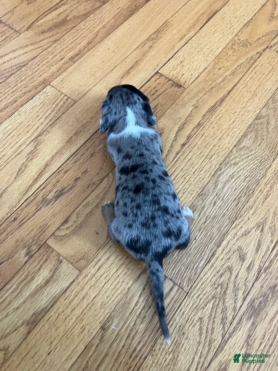 Miniature Dachshund dogs for sale: Akc Robin - Ad 4