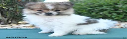 Pomeranian dogs for sale: Pam - Ad 4