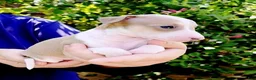 Italian Greyhound dogs for sale: Sunny - Ad 4