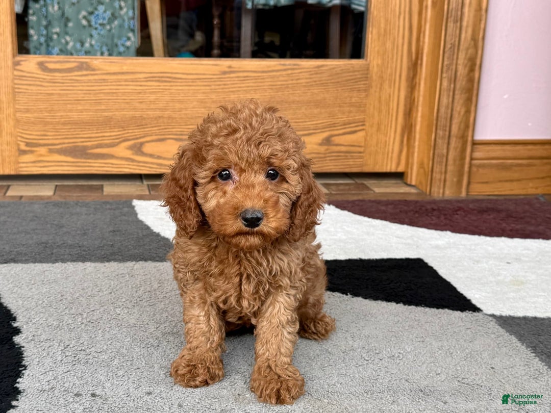 Cockapoo dogs for sale: Waylon - Ad 1