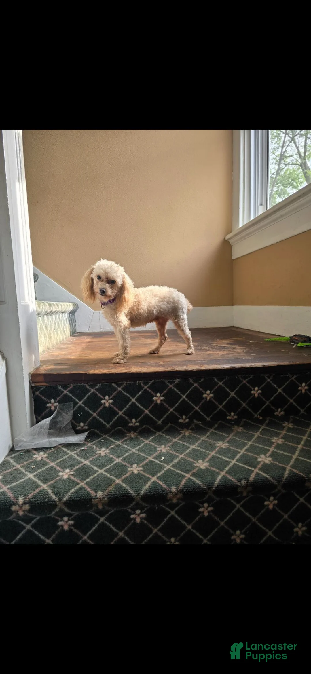 Toy Poodle dogs for sale: Toy Poodle 1 - Ad 5