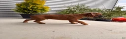 Boxer dogs for sale: Coco - Ad 2