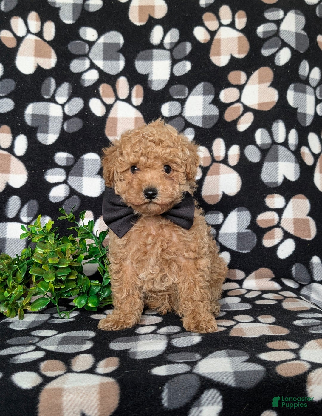 Toy Poodle dogs for sale: Walcott - Ad 4