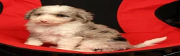 Mini Sheepadoodle dogs for sale: Duke - Ad 8