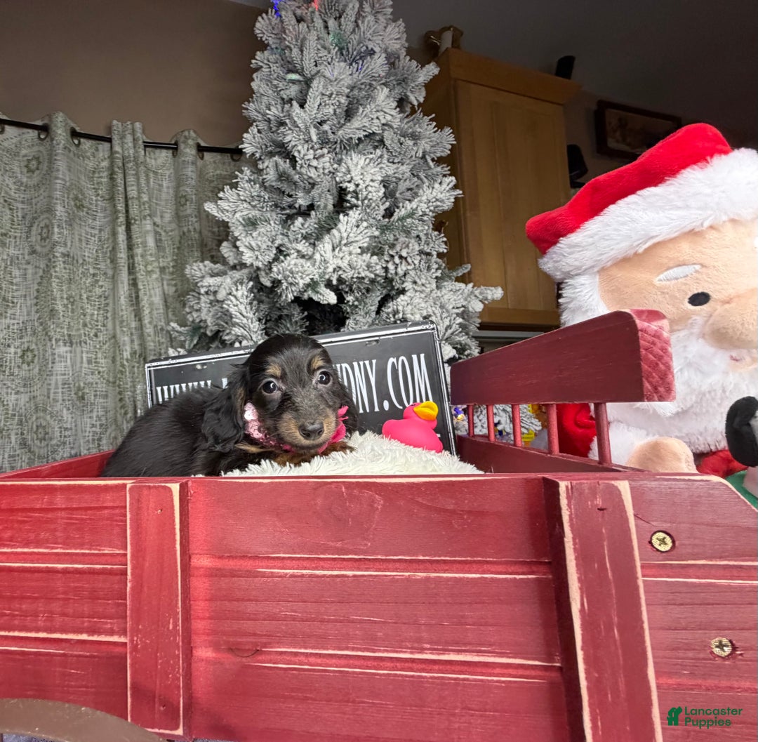 Miniature Dachshund dogs for sale: AKC Russian pra clear - Ad 4