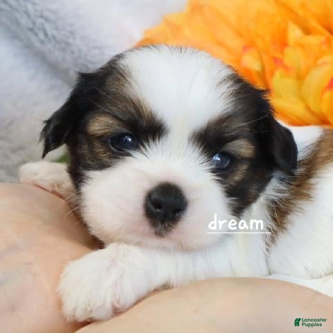 Mixed Breed dogs Gemma - Ad 2