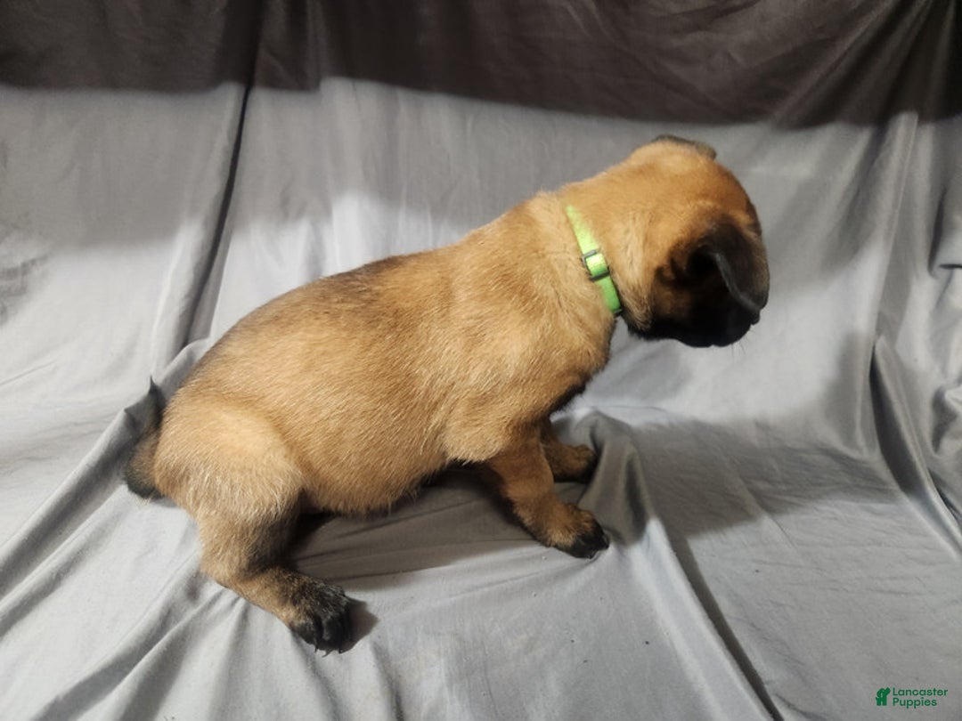 Belgian Malinois dogs for sale: Light Green (Magenta) - Ad 8